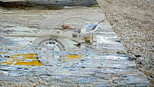A waterfowl examines a reflected car wheel