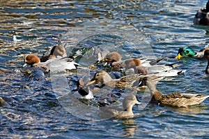 Waterfowl and fishes feeding on feed.