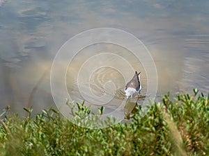 Waterfowl foraging for food in the mangrove forest