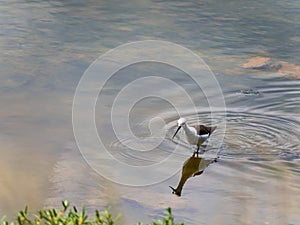 Waterfowl foraging for food in the mangrove forest