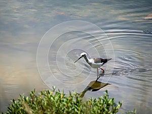 Waterfowl foraging for food in the mangrove forest