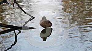 A waterfowl in the great outdoors