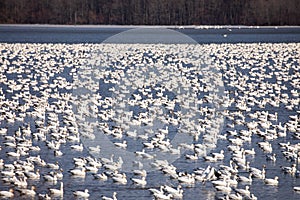 Waterfowl migration on country lake