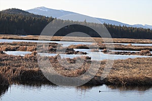 Waterfowl Mountain Lake Evening Panorama