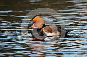 WATERFOWL - Red-crested Pochard / HeÅ‚miatka