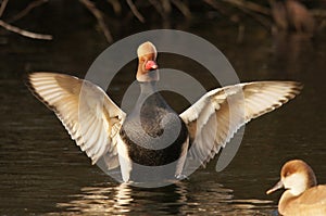 WATERFOWL - Red-crested Pochard / HeÅ‚miatka