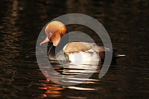 WATERFOWL - Red-crested Pochard / HeÅ‚miatka