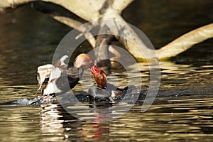 WATERFOWL - Red-crested Pochard / HeÅ‚miatka