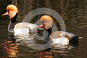 WATERFOWL - Red-crested Pochard / HeÅ‚miatka