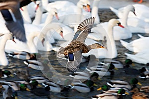 waterfowl by the river