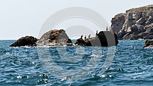 Waterfowl on rocks in a picturesque bay