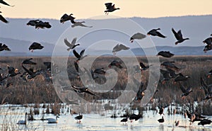 Waterfowl Silhouettes Flying Over Wetlands