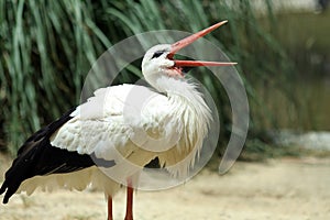 Waterfowl of Southern Spain