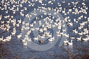 Waterfowl on spring lake