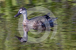 Waterfowl in Stunning Detail: Female Blue Winged Teal in Natural Habitat