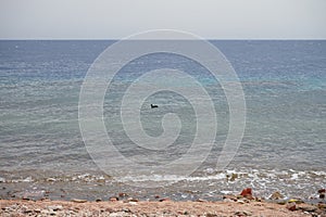 Waterfowl Sula leucogaster on the Red Sea in the Gulf of Aqaba. The brown booby, Sula leucogaster, is a large seabird. Egypt