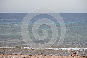 Waterfowl Sula leucogaster on the Red Sea in the Gulf of Aqaba. The brown booby, Sula leucogaster, is a large seabird. Egypt