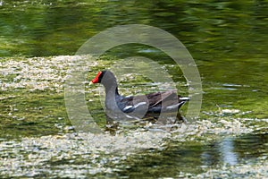 Waterfowl Swimming in Pond Black Duck