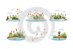 Waterfowl swimming in pond set. Ugly duckling fairy tale scenes cartoon vector illustration