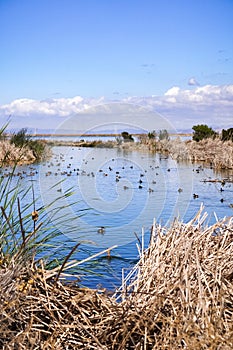 Waterfowl swimming on waterways in south San Francisco bay, Sunnyvale, California