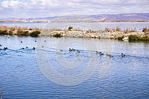 Waterfowl swimming on waterways in south San Francisco bay, Sunnyvale, California