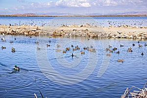 Waterfowl swimming on waterways in south San Francisco bay, Sunnyvale, California