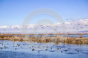 Waterfowl swimming on waterways in south San Francisco bay, Sunnyvale, California