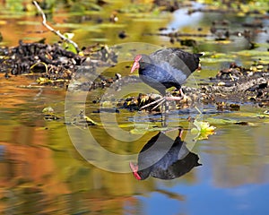 Waterfowl photo