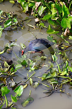 Waterfowl or Water bird in Thale Noi lake