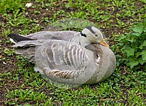 waterfowl wild bird mountain goose sitting on the grass