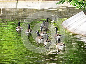 Waterfowl in the zoo  - birds on water
