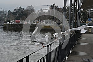 Waterfront on the lake Zurich in personal harbor. photo