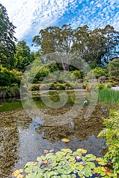 Watergarden at Christchurch Botanic garden in New Zealand