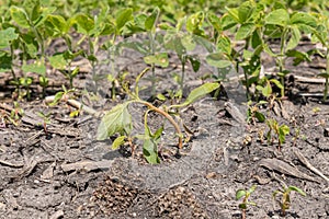 Waterhem weed wilted and dying after herbicide treatment in soybean farm field