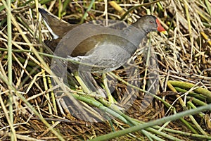 Specimen of waterhen, Gallina chloropus; Rallidae photo