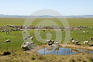 At the Waterhole