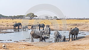 Waterhole with Elephants in the Kruger National Park, South Africa