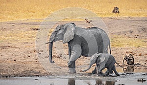 Waterhole with Elephants in the Kruger National Park, South Africa