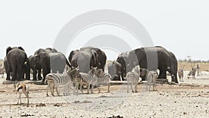 Waterhole with Elephants, zebras, springbok and orix. Africa Safari wildlife.