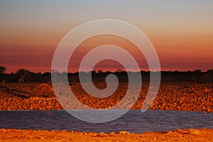 Waterhole in Etosha