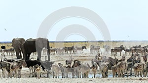 Waterhole in Etosha with many animals