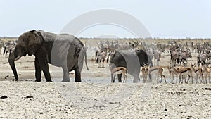 Waterhole in Etosha with many animals