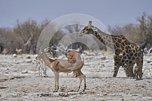 Waterhole in Etosha National Park, Namibia