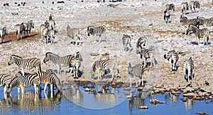 Waterhole full of zebra drinking