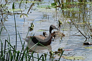 Waterhole with lilies and duck and ducklings