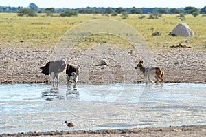 Waterhole in Nxai pan,Botswana