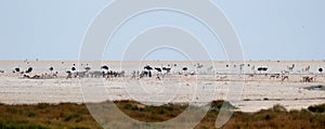 Waterhole with ostrich, zebra and springbok