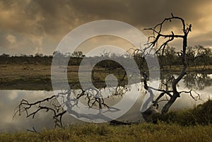 Waterhole at Sabie Sand photo