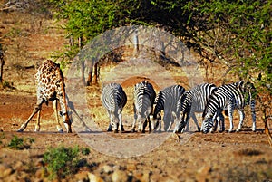 At a waterhole in South Africa