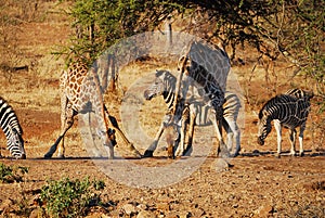 At the waterhole (South Africa)